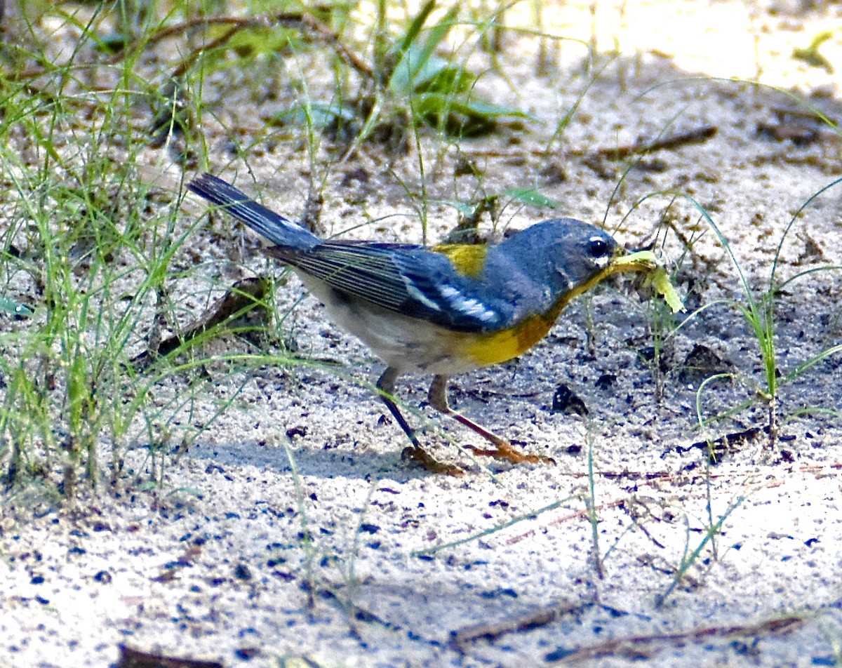 lesňáček lišejníkový - ML637870831