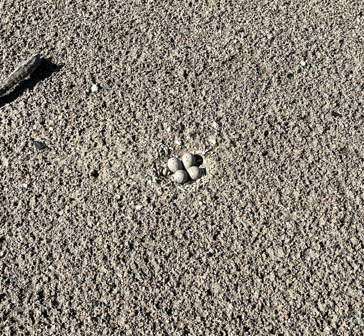 Piping Plover - ML637870850