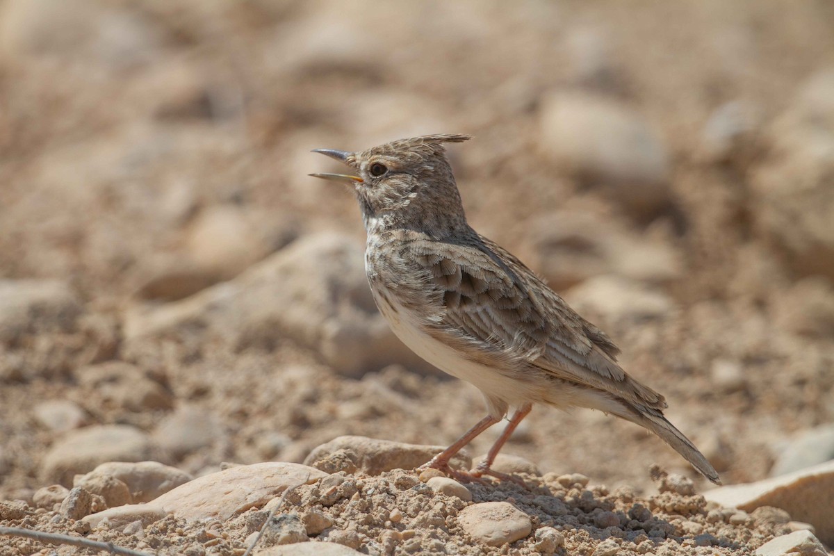 Crested Lark - ML637870853