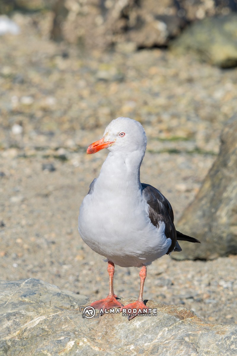 racek magellanský - ML637870869