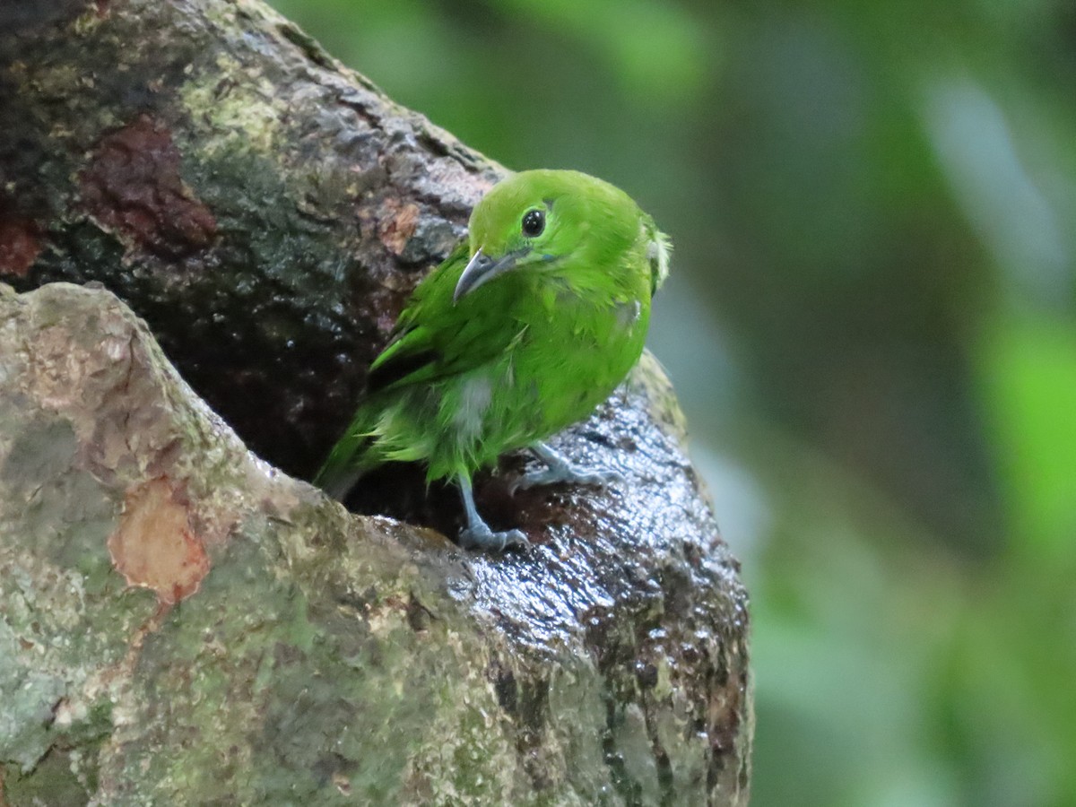 Lesser Green Leafbird - ML637870875