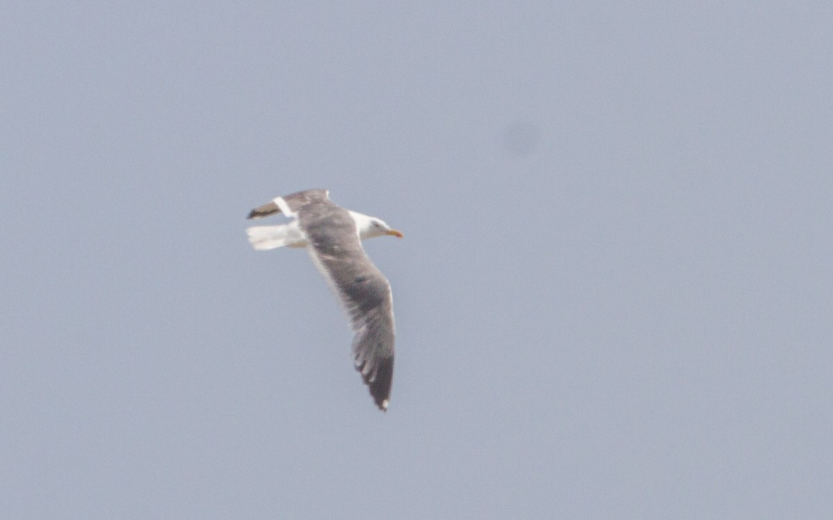 Lesser Black-backed Gull - ML637870884