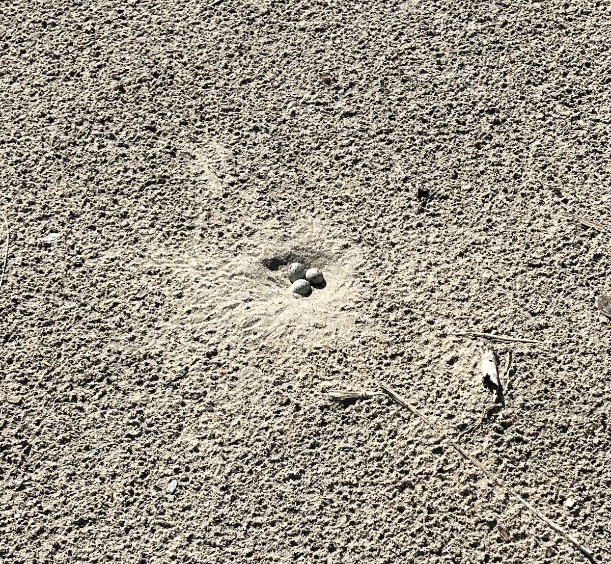 Least Tern - ML637870886
