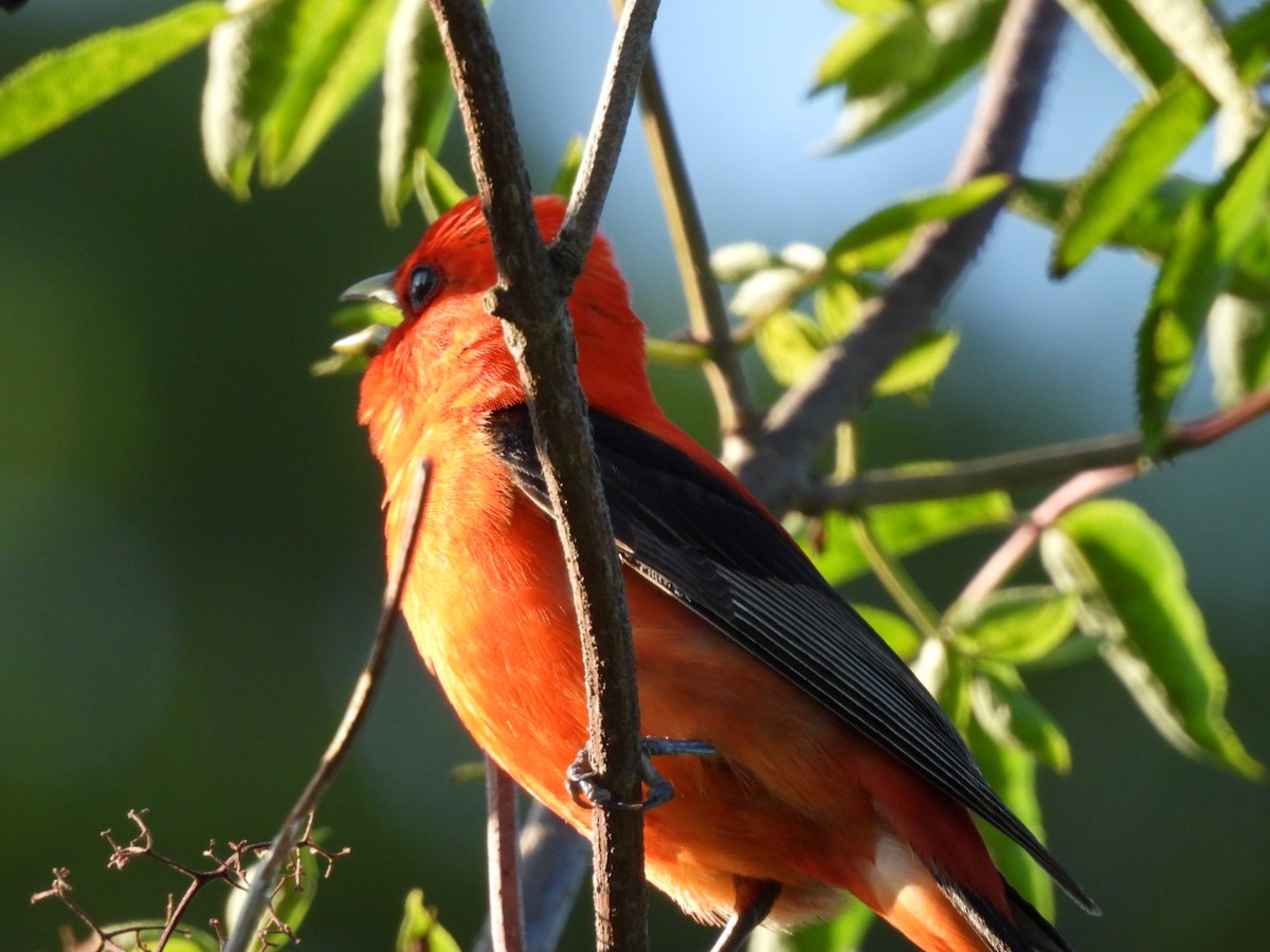 Scarlet Tanager - ML637870932