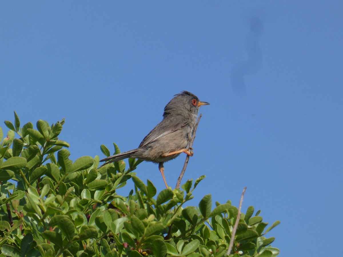 balearsanger - ML637870948