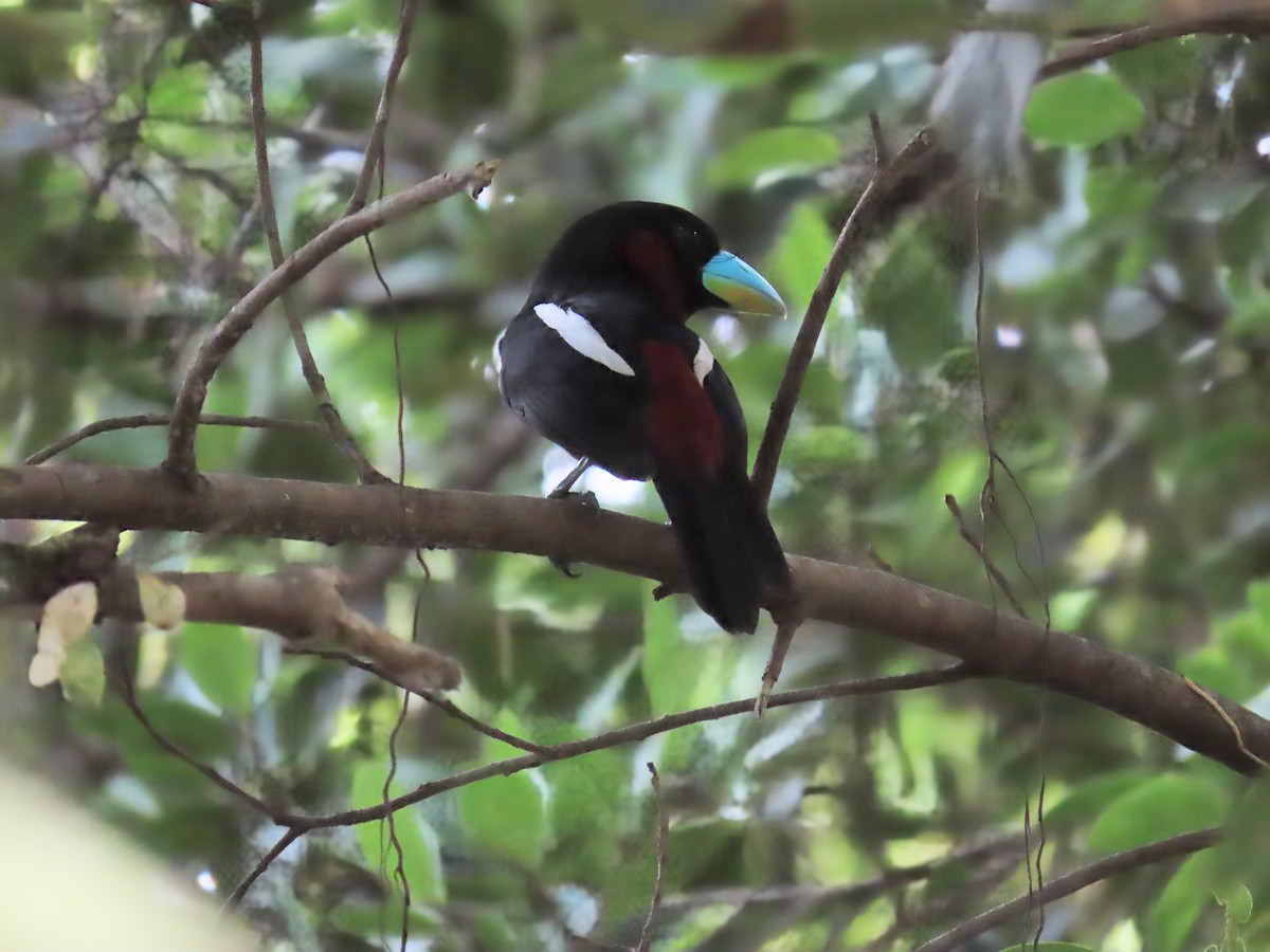 Black-and-red Broadbill - ML637870981
