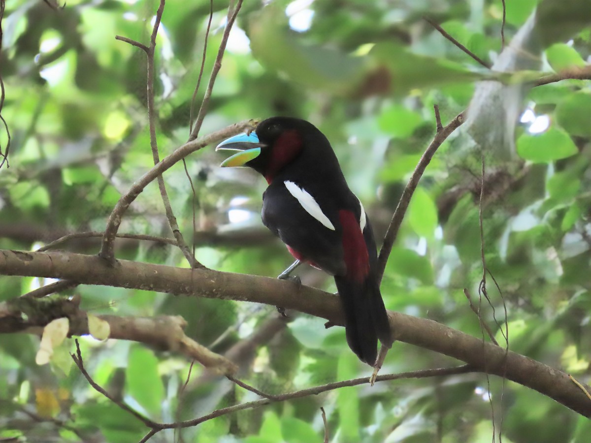 Black-and-red Broadbill - ML637870982