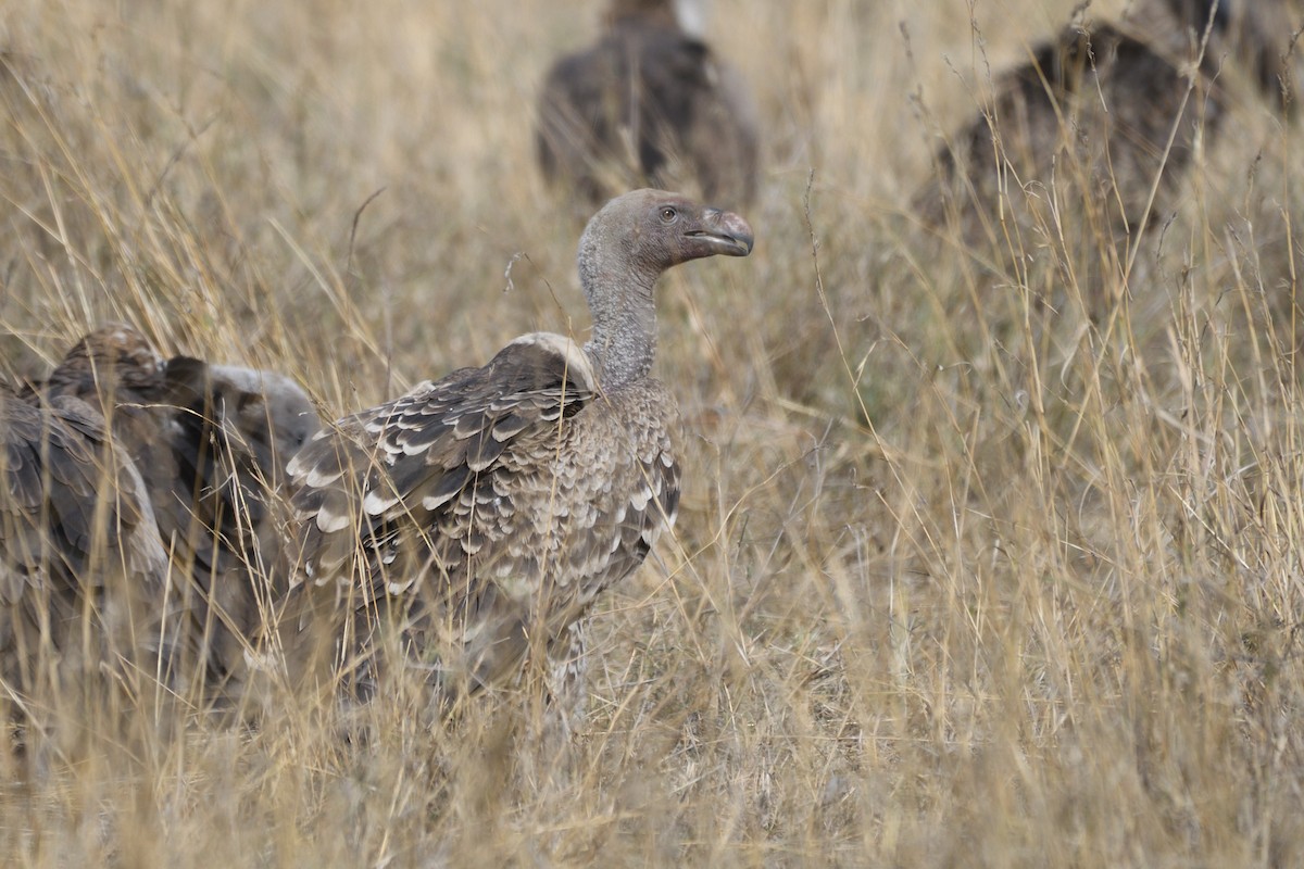 Rüppell's Griffon - ML637870986