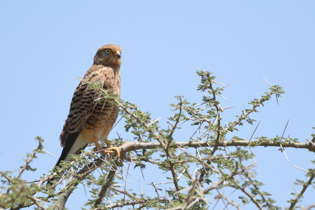 Greater Kestrel - ML637871012