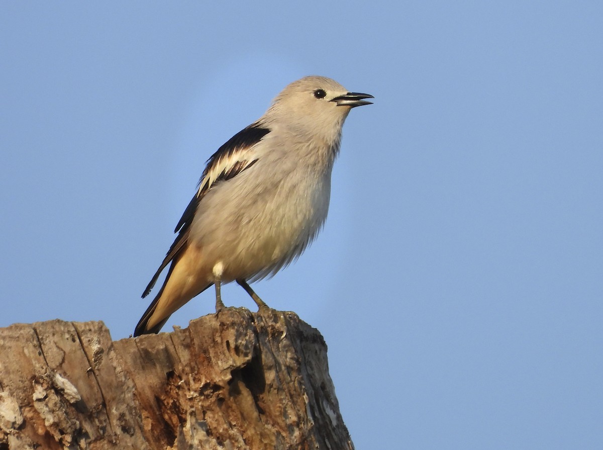 Daurian Starling - ML637871089