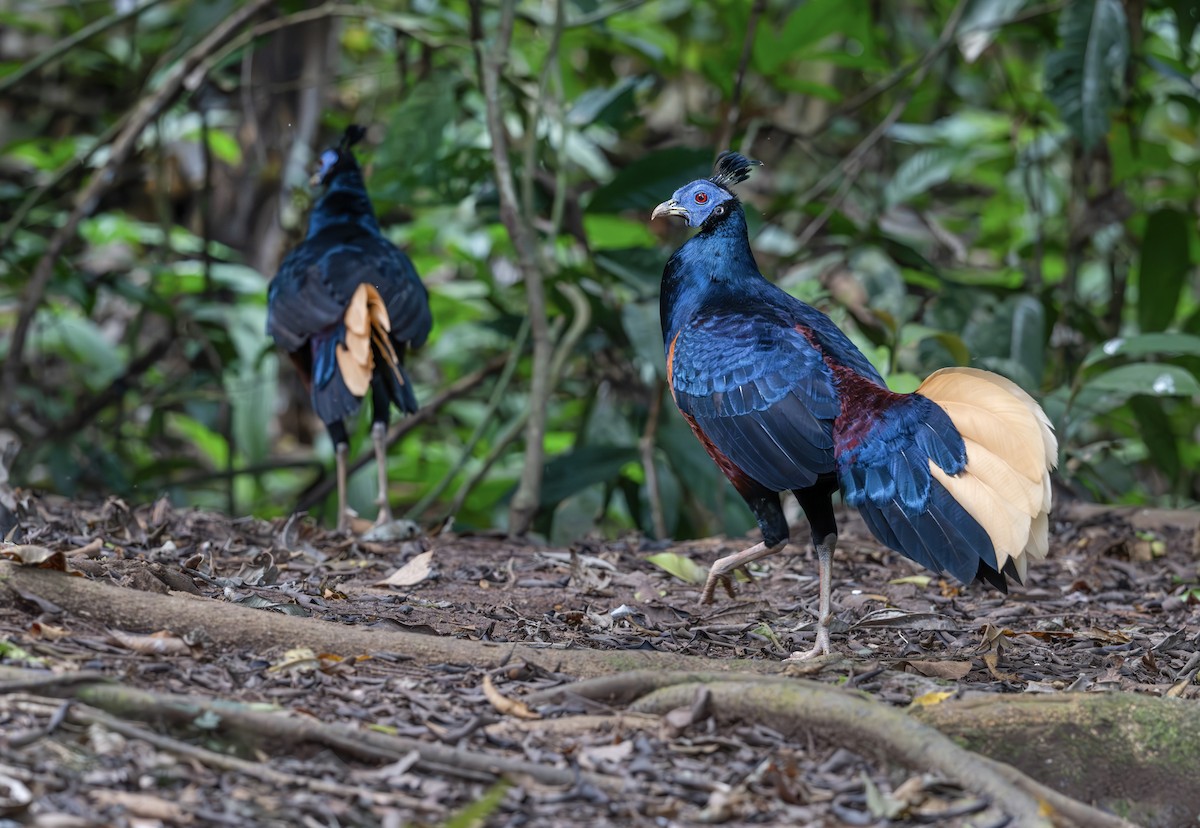Bornean Crested Fireback - ML637871104