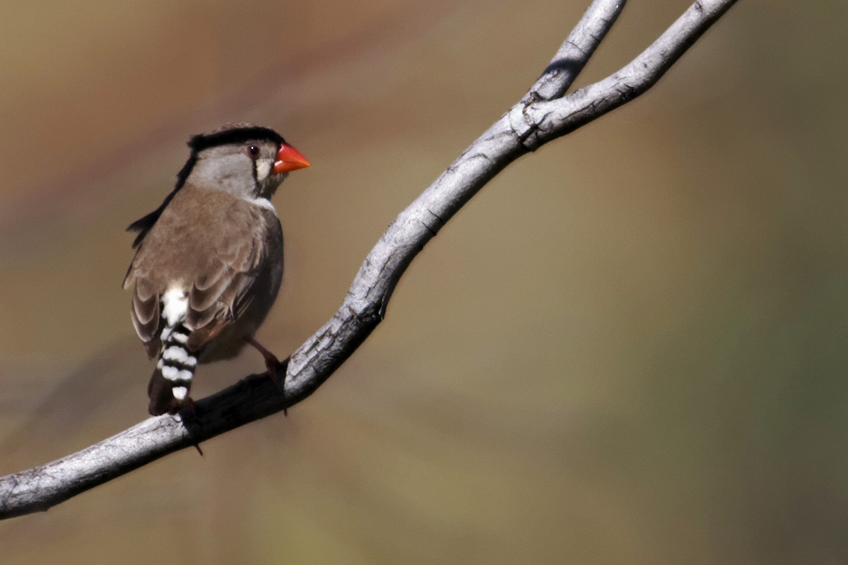 Zebra Finch - ML637871108