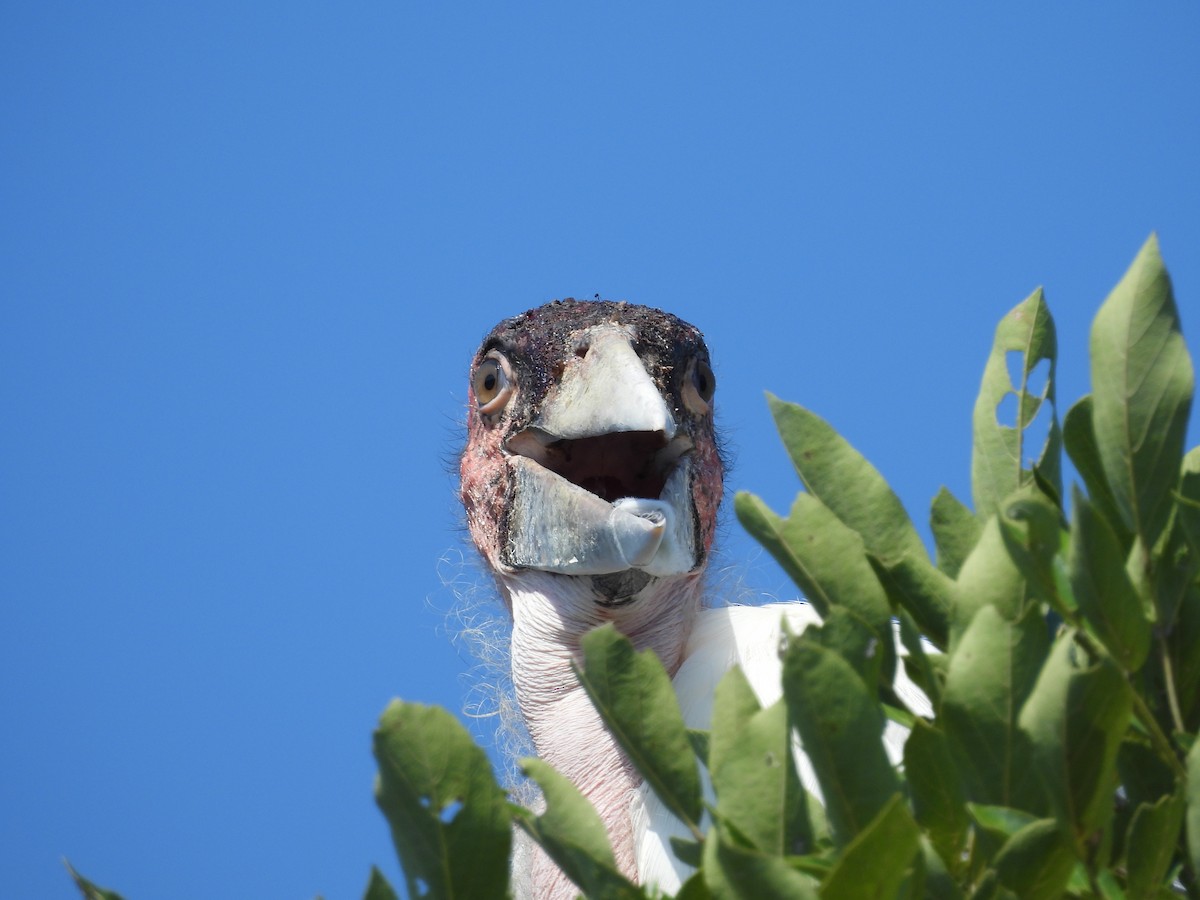 Marabou Stork - ML637871109