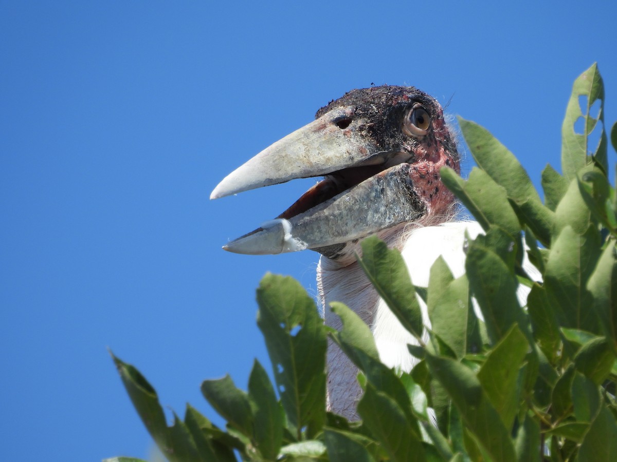 Marabou Stork - ML637871110