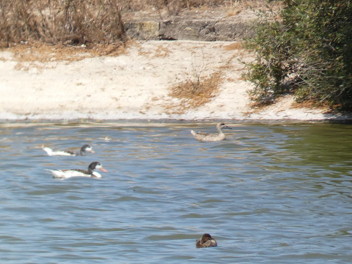 Marbled Duck - ML637871114