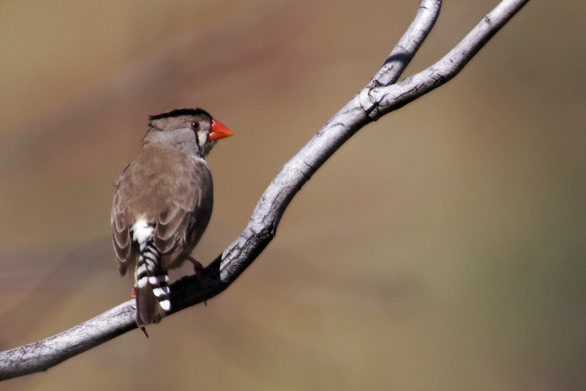 Zebra Finch - ML637871116