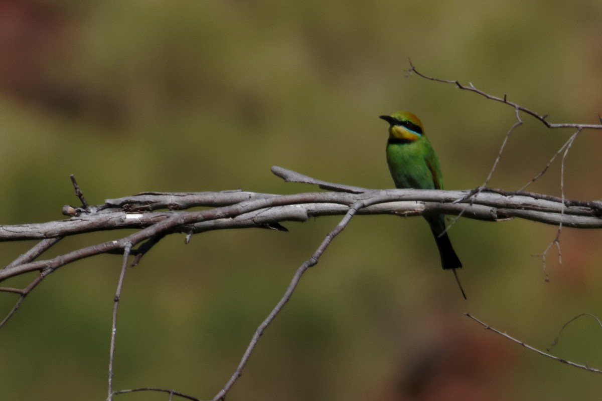 Rainbow Bee-eater - ML637871122