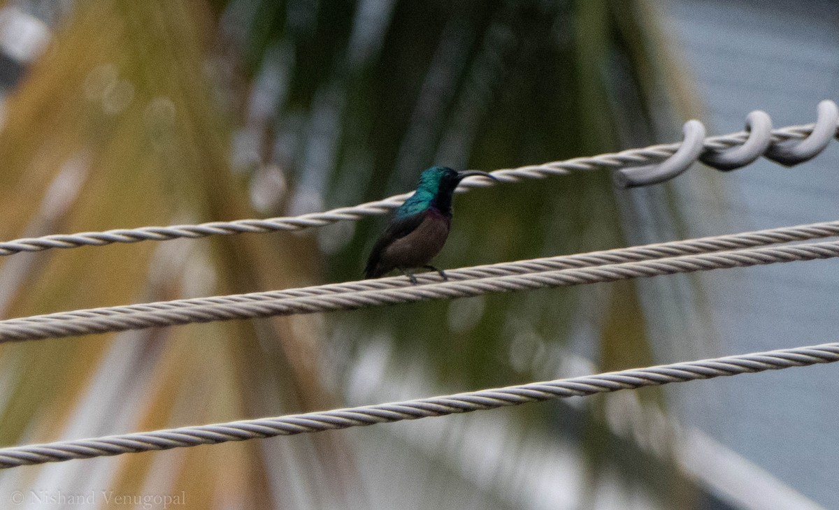 Loten's Sunbird - ML637871144