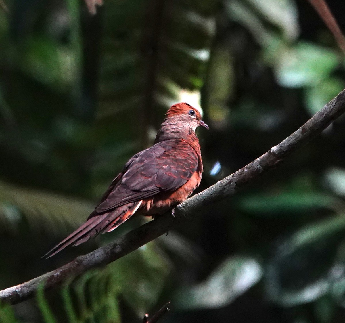 Little Cuckoo-Dove - ML637871159