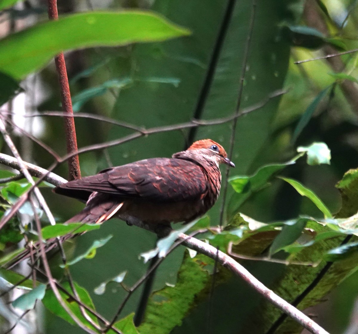 Little Cuckoo-Dove - ML637871160