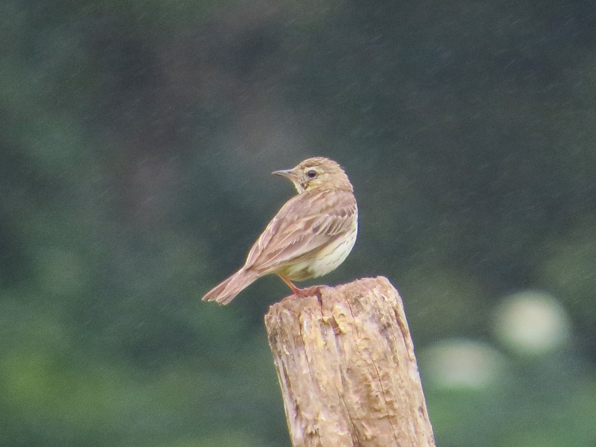 Tree Pipit - ML637871162