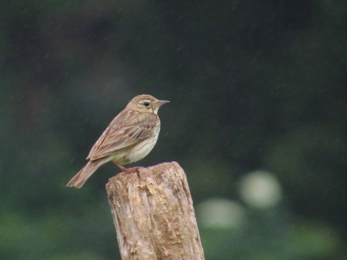 Tree Pipit - ML637871168