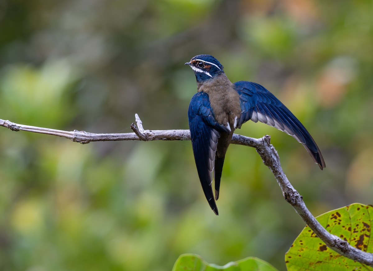 Whiskered Treeswift - ML637871176
