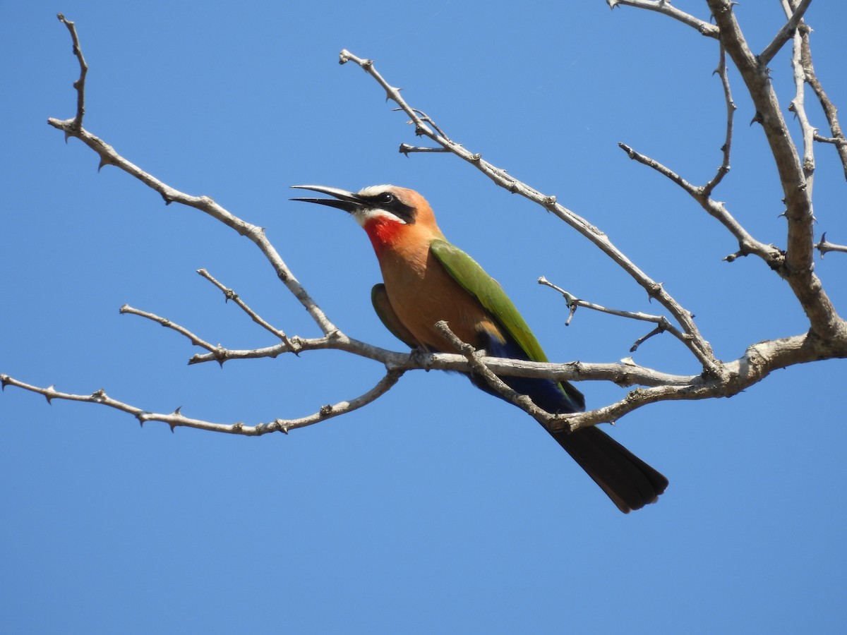 White-fronted Bee-eater - ML637871182