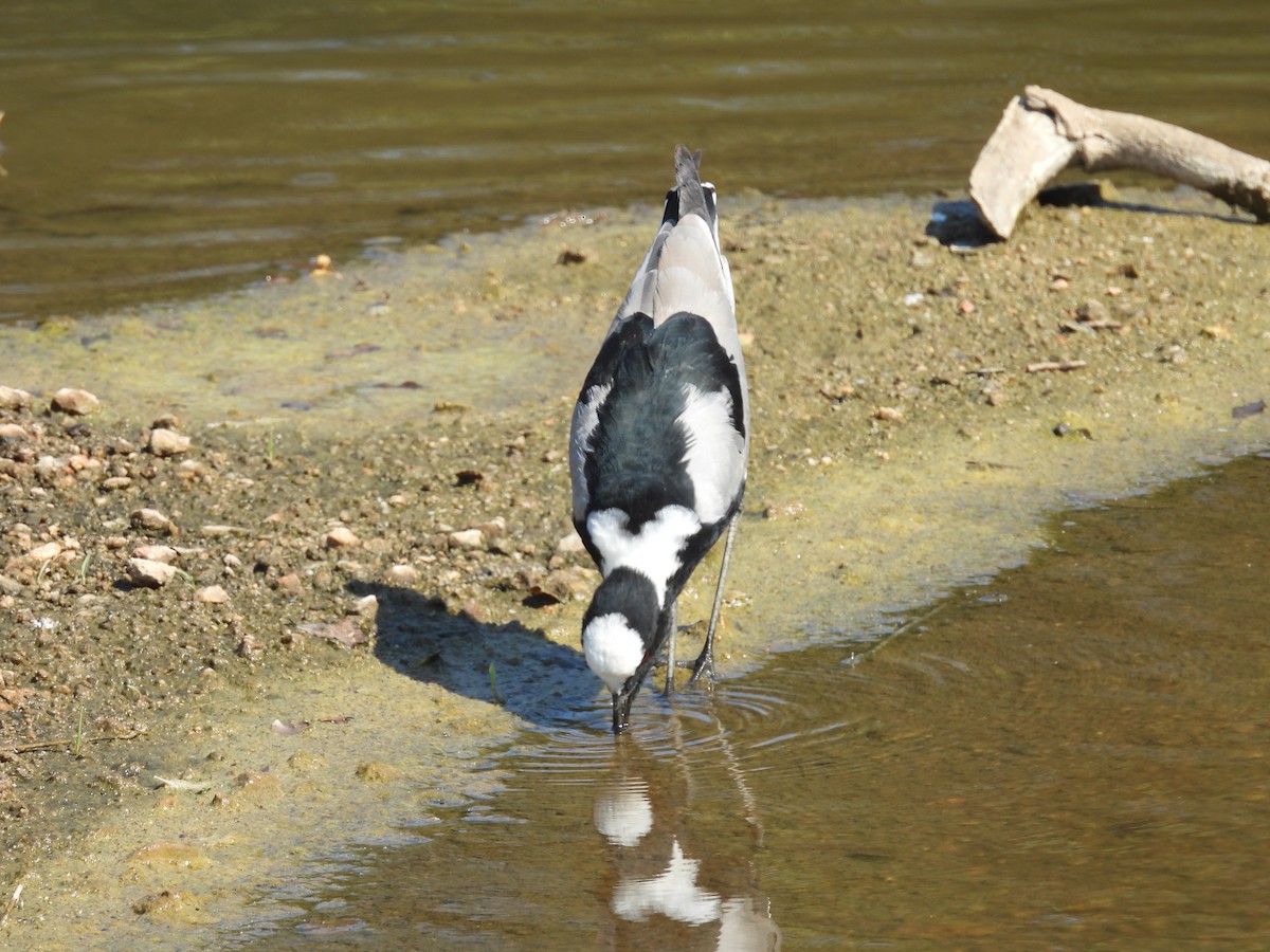Blacksmith Lapwing - ML637871210
