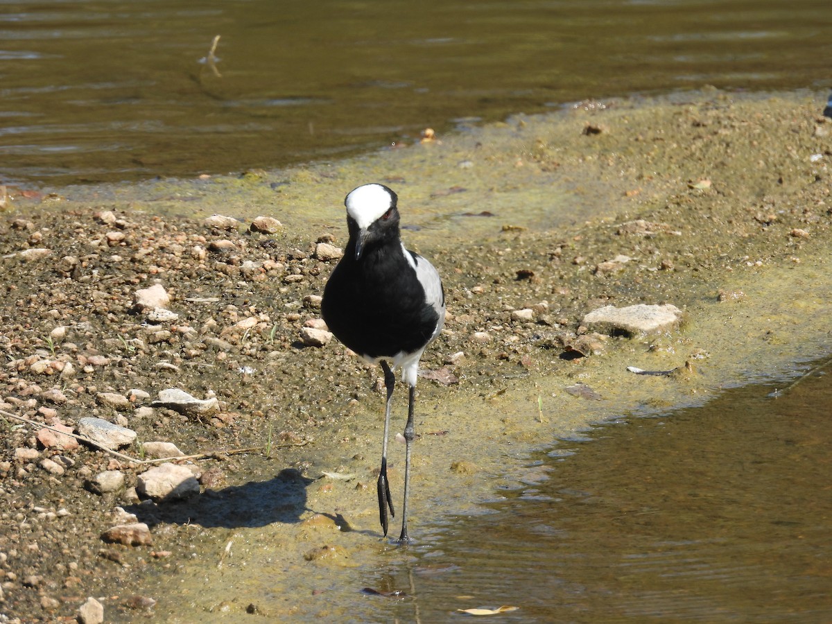 Blacksmith Lapwing - ML637871211