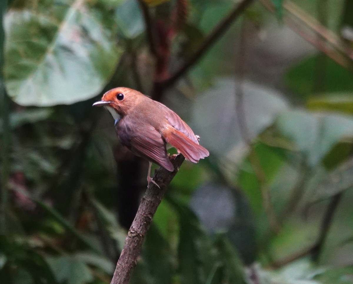 Rufous-browed Flycatcher - ML637871238