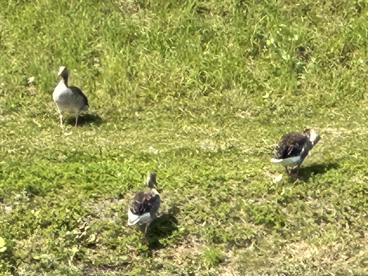 Graylag Goose (European) - ML637871272