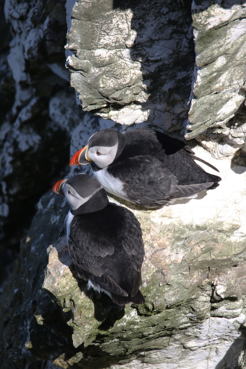 Atlantic Puffin - ML637871312