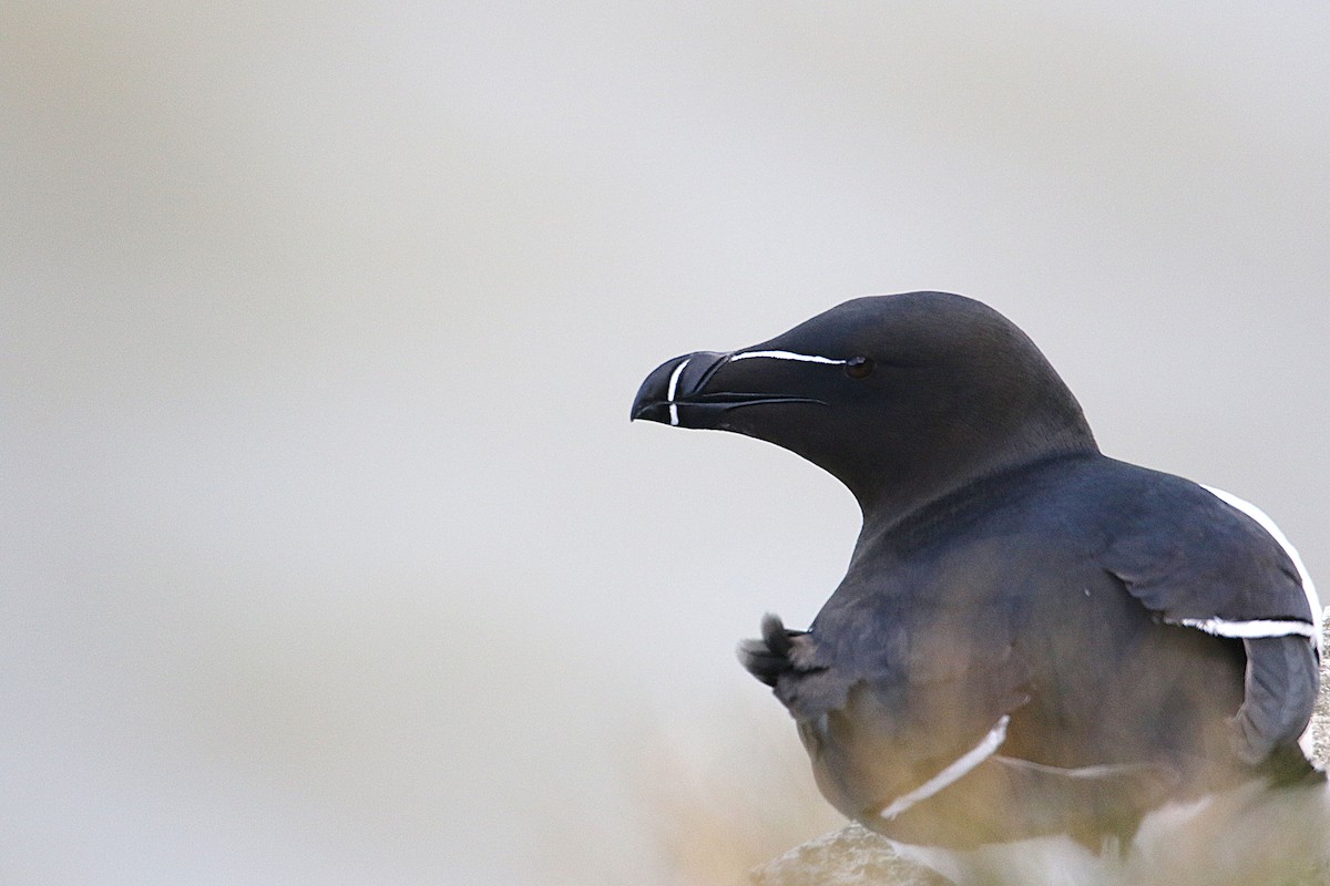 Razorbill - ML637871334