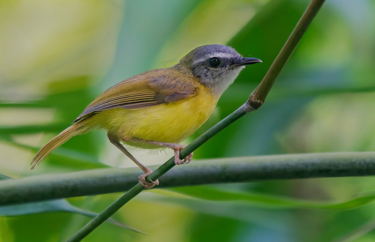 Yellow-bellied Warbler - ML637871343