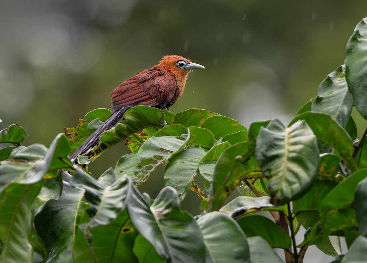 Raffles's Malkoha - ML637871344