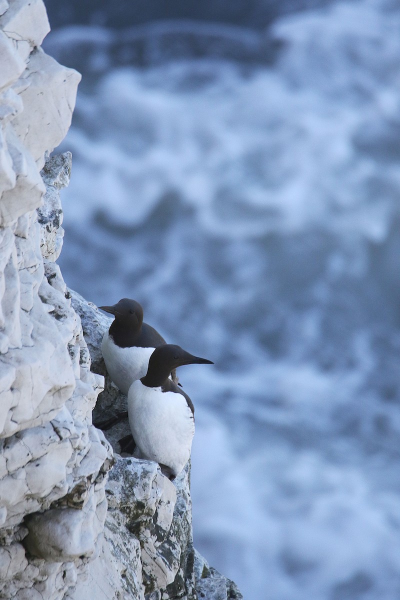 Common Murre - ML637871352