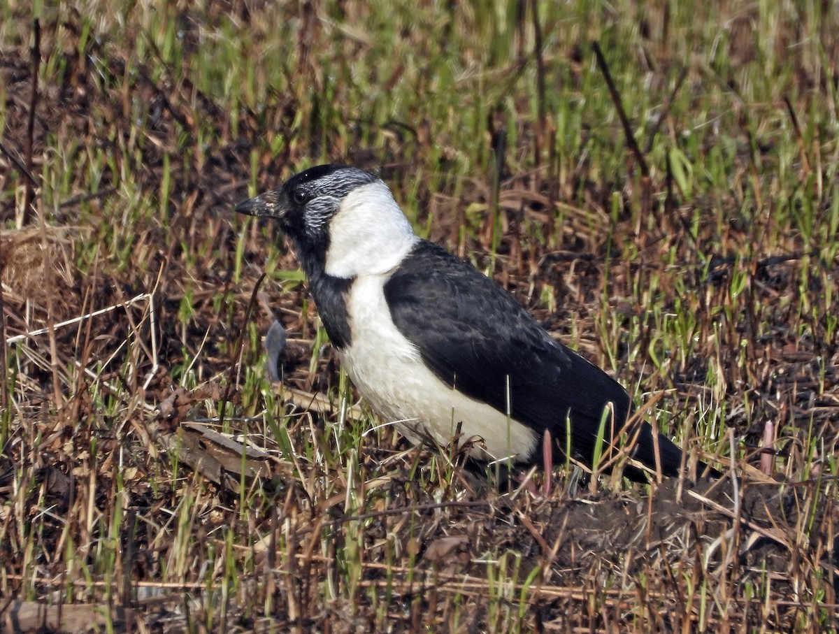 Daurian Jackdaw - ML637871361