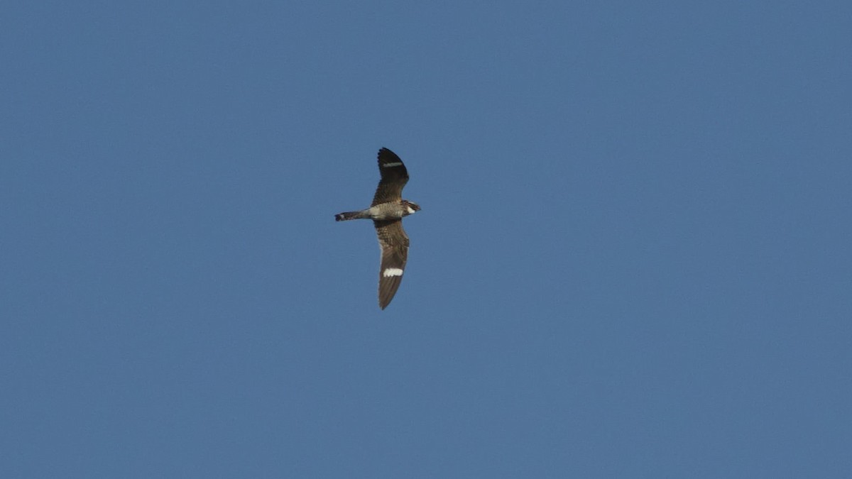 Common Nighthawk - ML637871423