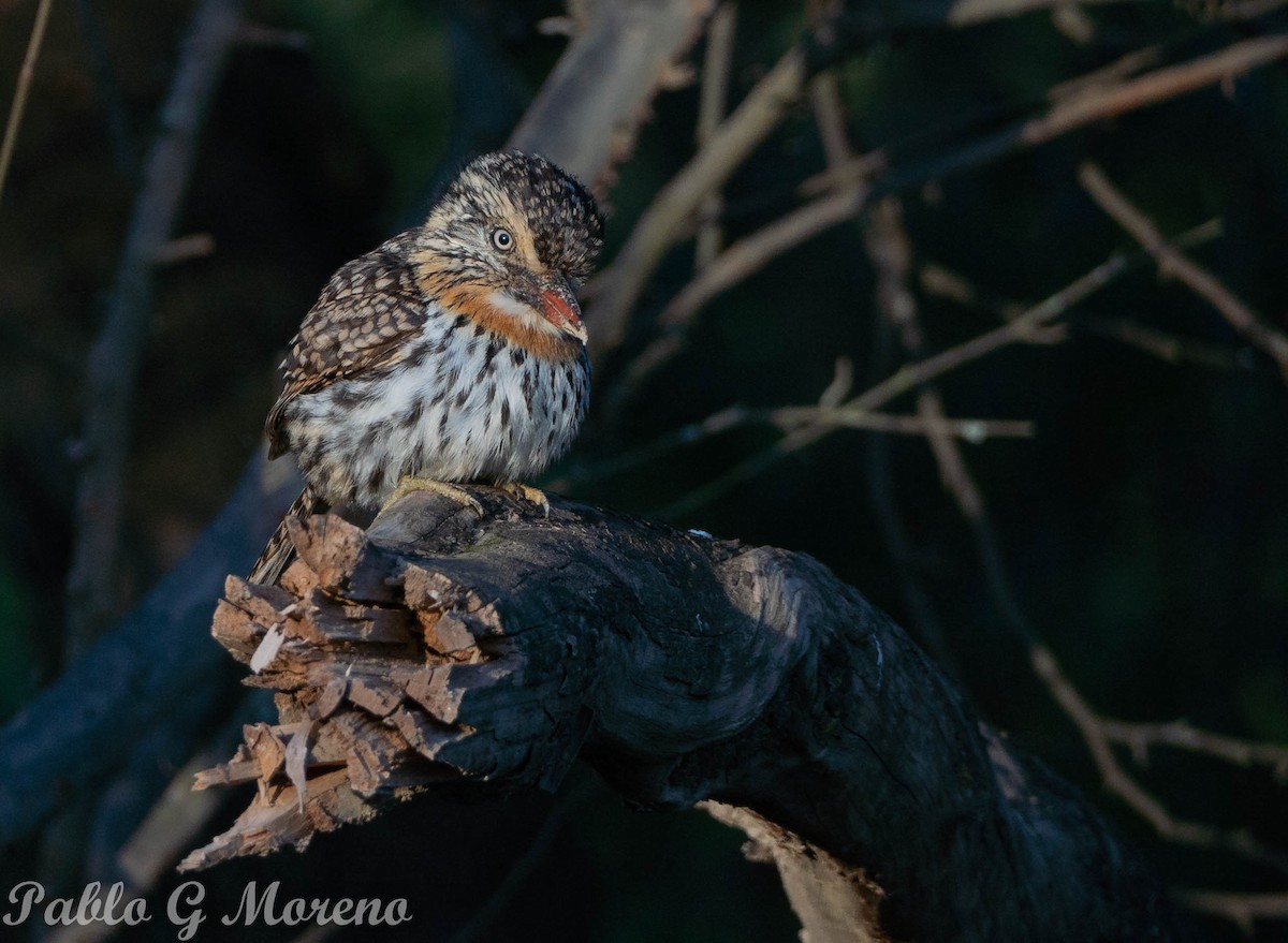 Spot-backed Puffbird - ML637871437