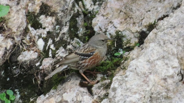 Alpine Accentor - ML637871447