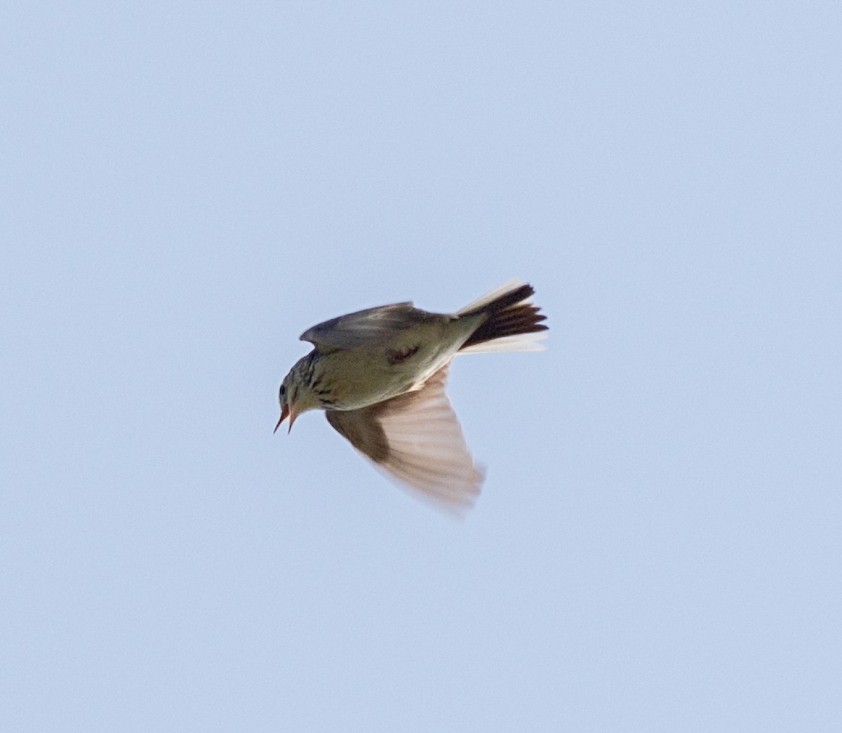 Sprague's Pipit - ML637871465