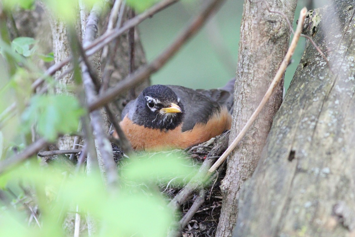 American Robin - ML637871521