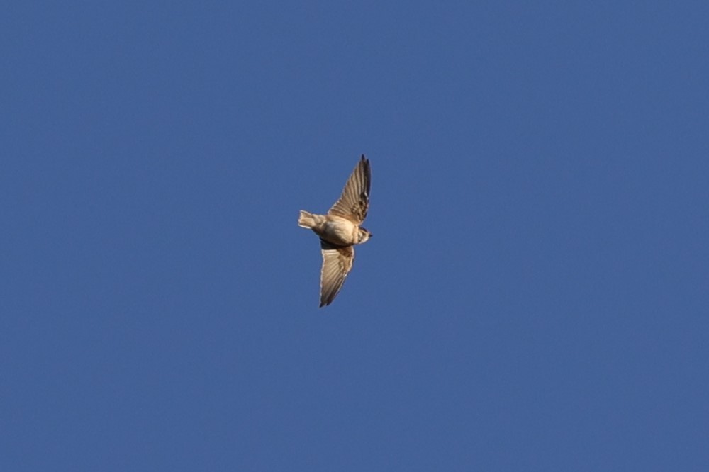 Tree Martin - ML637871576