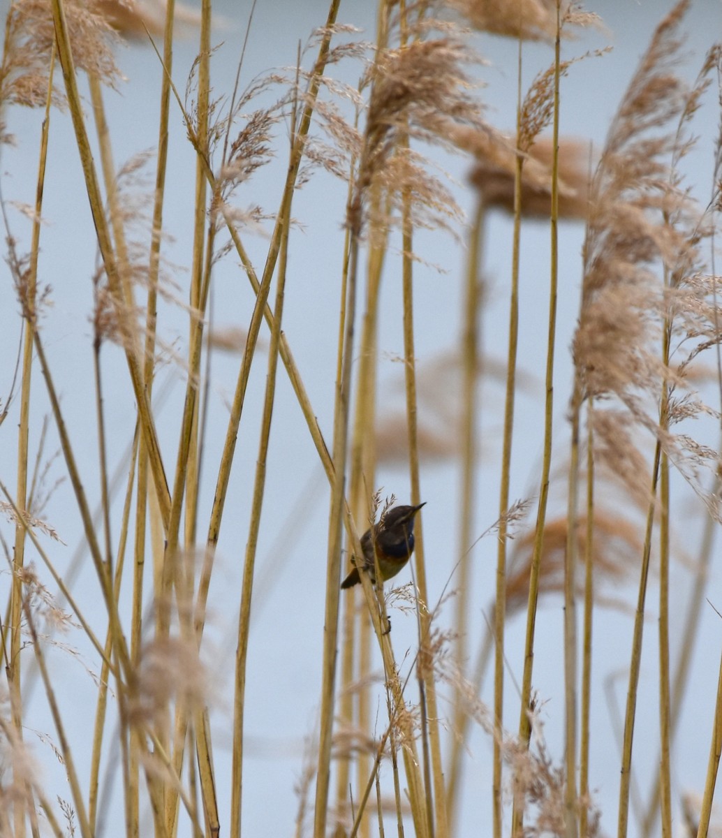 Bluethroat - ML637871626
