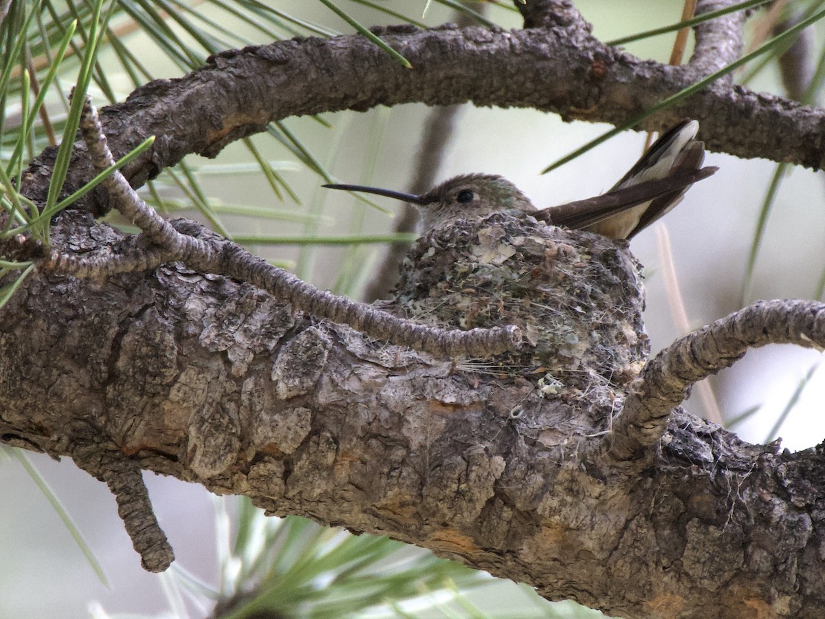 Broad-tailed Hummingbird - ML637871649