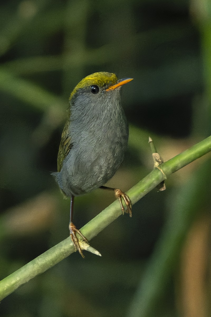 Slaty-bellied Tesia - ML637871680