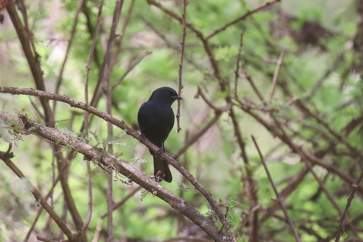 Southern Black-Flycatcher - ML637871748