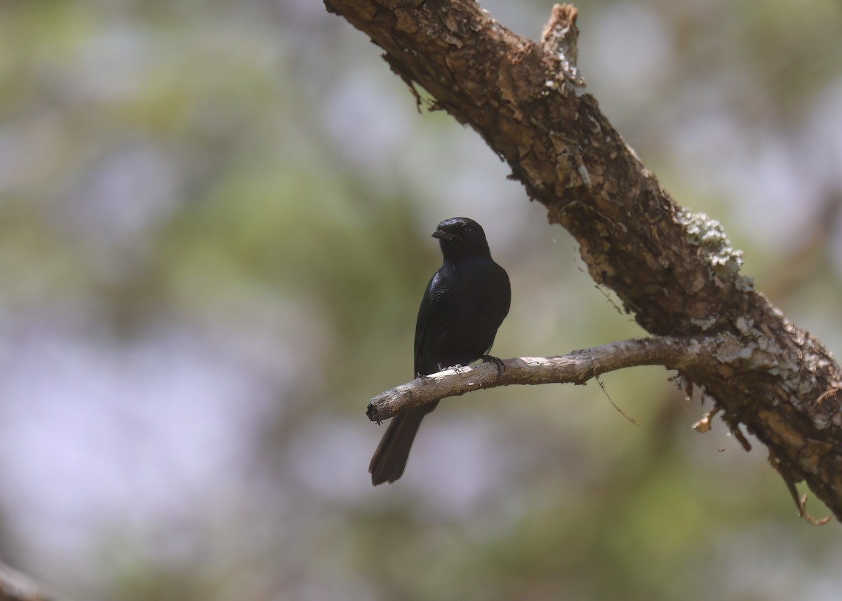 Southern Black-Flycatcher - ML637871749