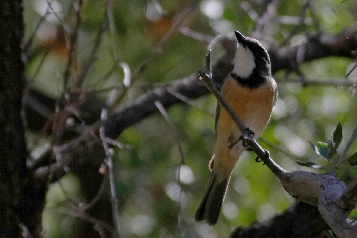 Rufous Whistler - ML637871810